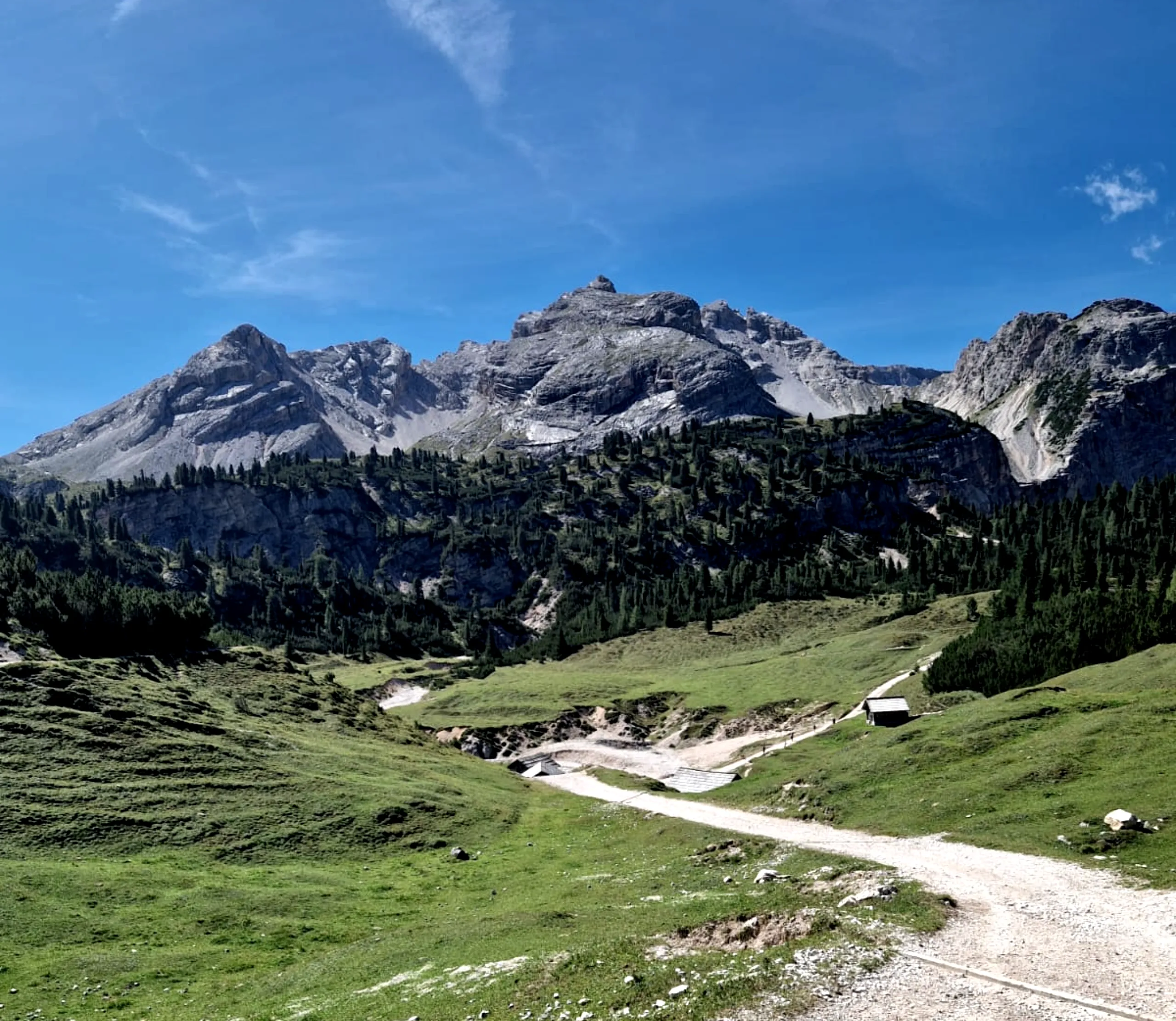 Alpenlandschaft mit Felsgipfeln, Tannenwald und Wanderweg über grünen Almwiesen